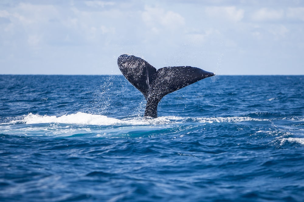 humpback whale