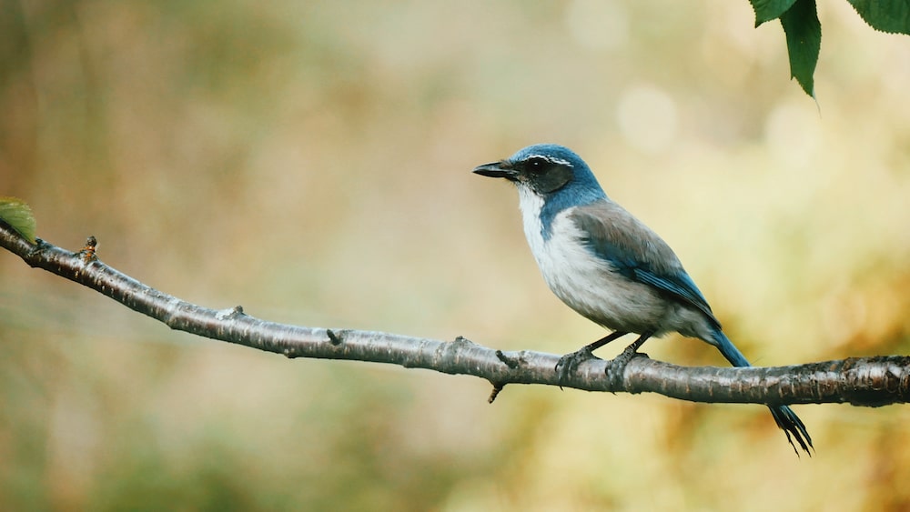 island scrub jay bird